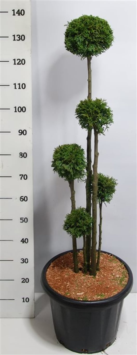 Thuja occ. 'Smaragd' - 100-120 CM PonPon Cont.